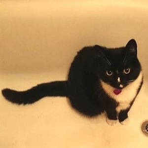 Meet your Posher, Roya